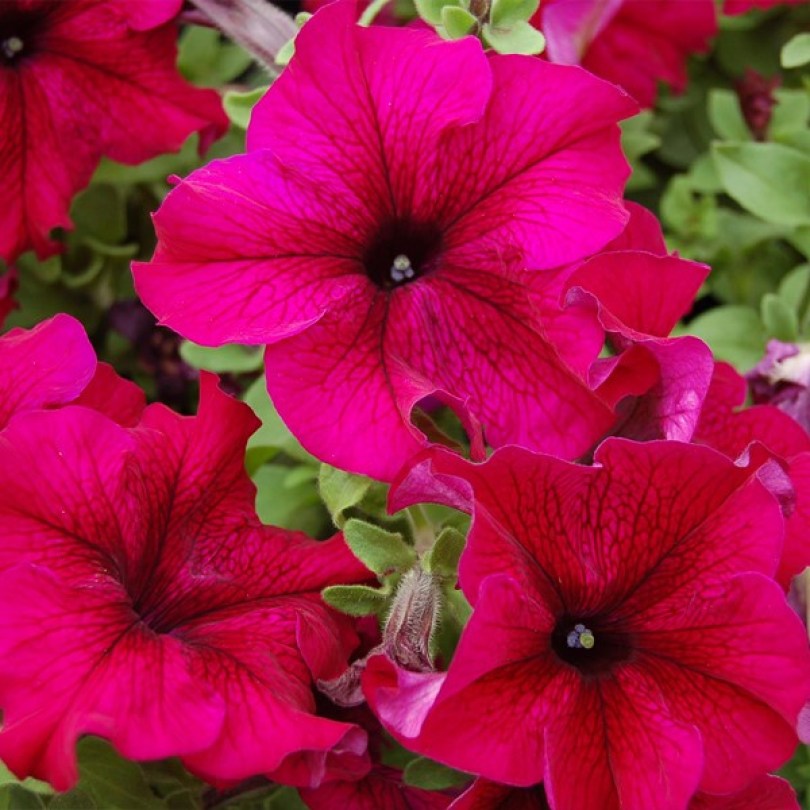Tango Burgundy